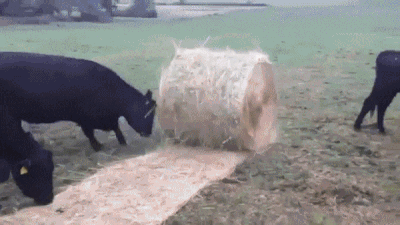 033D78C2-3322-4D92-93B4-2E3B0E3915FC.gif