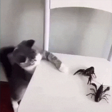 1C26A170-7069-4DFE-BA75-B37972119C0F.gif