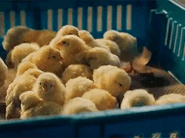 268700D0-5F7D-4E63-9BE8-48997D11F537.gif