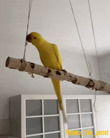 523FEA1A-1320-40C8-AEAA-778D0C3BC0D4.gif