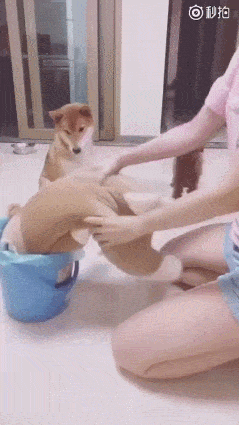 7E754B48-F536-436A-8F5F-C2C3848AE8CF.gif