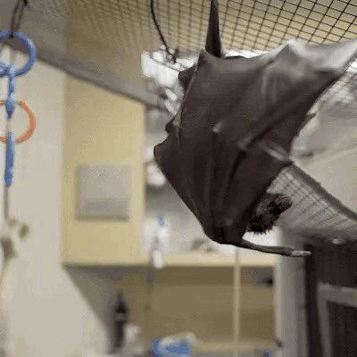 7E948E60-98C5-461D-A8AB-01C98B928FCF.gif