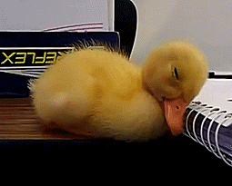 7FEB6FFA-CD88-46A7-8D50-77D5E3973D40.gif