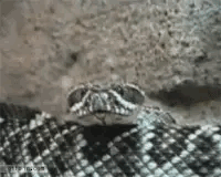 8F54D124-6087-4643-8FF3-658BD0F3C4A9.gif