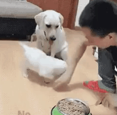 9356134D-11D4-40F3-9BB5-CC9348A5E693.gif
