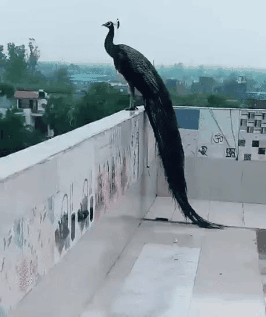 D73C1683-44FE-4DD5-8917-7CB72283A40C.gif