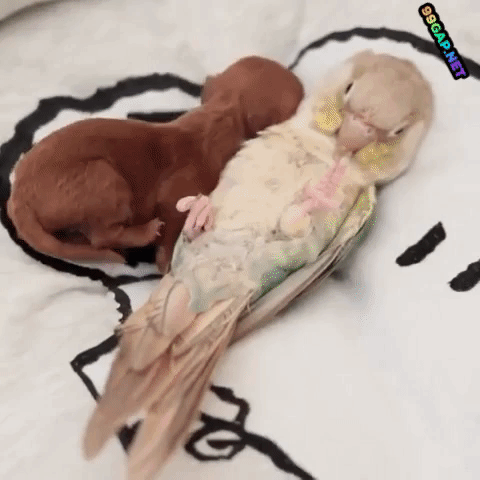E3A8B0A1-3A63-4E44-990A-298BA1C3B871.gif