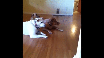 FE0409F9-8391-41DE-A70C-E2A47B1B7BE2.gif