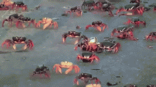 IMG_2598.gif