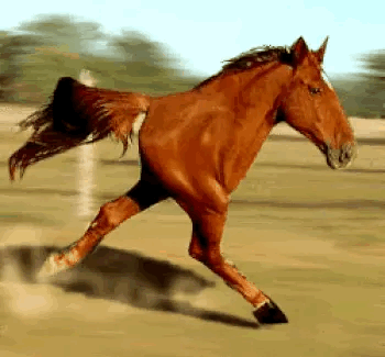 IMG_4816.gif