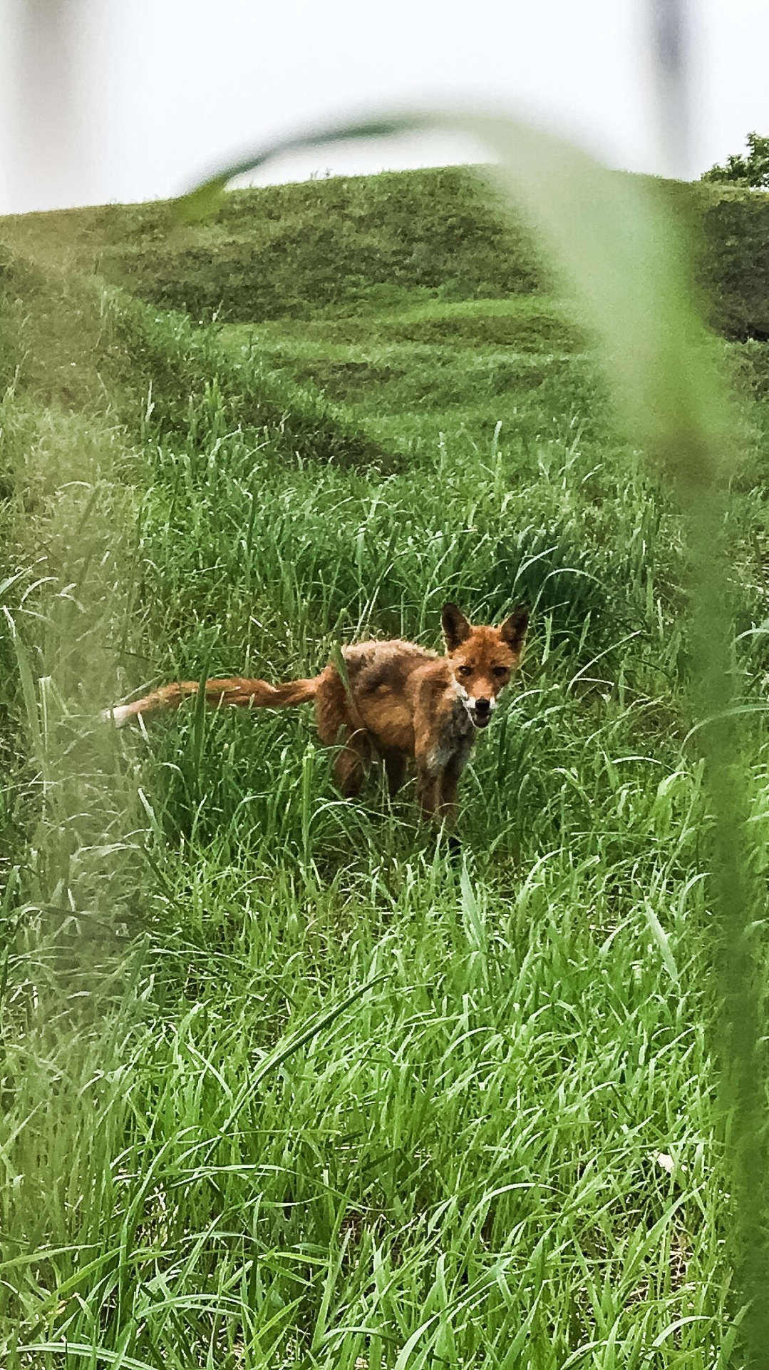 野生動物が時計台dive ライチポケットダイアリー